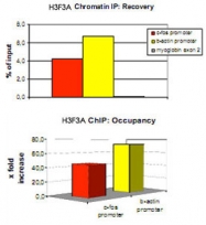PAB0650 - Histone H3.3
