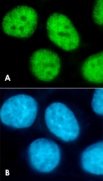 PAB0650 - Histone H3.3