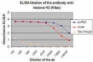 PAB0651 - Histone H3.3