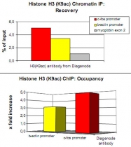 PAB0651 - Histone H3.3