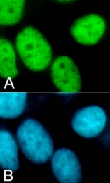 PAB0651 - Histone H3.3