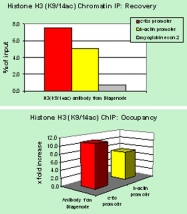 PAB0652 - Histone H3.3