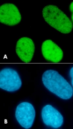 PAB0652 - Histone H3.3