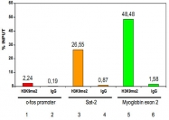 PAB0653 - Histone H3.3