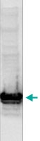 PAB0653 - Histone H3.3