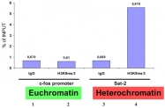 PAB0654 - Histone H3.3