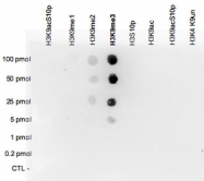 PAB0654 - Histone H3.3