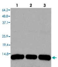 PAB0654 - Histone H3.3