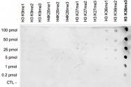 PAB0656 - Histone H3.3