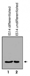 PAB0656 - Histone H3.3