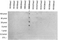 PAB0657 - Histone H4