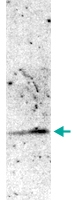 PAB0657 - Histone H4