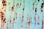 PAB0695 - GFRA3 / GDNFR-alpha 3