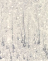 PAB0709 - Neurotrophin 4 / NTF4