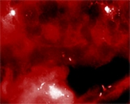 PAB0713 - ATG12 / APG12