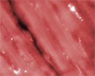 PAB0713 - ATG12 / APG12