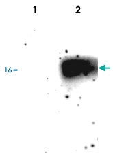 PAB0724 - Superoxide Dismutase 1 / SOD1