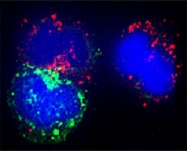 PAB0728 - Beclin-1
