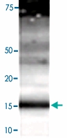 PAB0729 - GABARAPL2