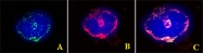 PAB0729 - GABARAPL2