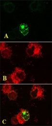 PAB0733 - LC3