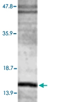PAB0733 - LC3