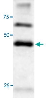 PAB0738 - APG4B / ATG4B