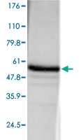 PAB0742 - APG7L / ATG7