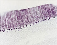 PAB0744 - Neurotrophin 3 / NTF3