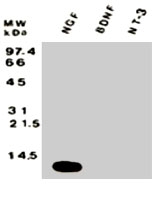 PAB0756 - NGF
