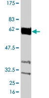 PAB0818 - Cyclin B1