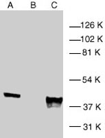 PAB0826 - MAP kinase p38 alpha / MAPK14