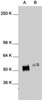 PAB0828 - c-fos