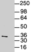 PAB0829 - AP-1 / c-Jun