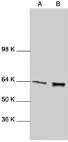 PAB0836 - RELA / NF-kB p65