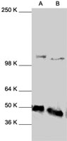 PAB0837 - NF-kB p105 / p50