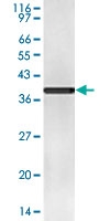 PAB0942 - IL18BP