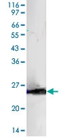 PAB0950 - Bcl-10