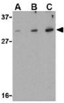 PAB10001 - DRAM1