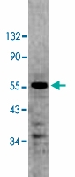 PAB10003 - CD261 / TRAILR1