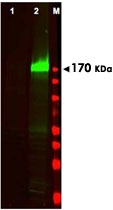 PAB10009 - EGFR / ERBB1
