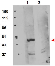 PAB10013 - FKBP8 / FKBP38