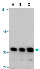 PAB10014 - GAPDH