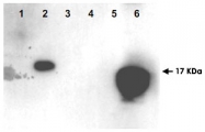 PAB10016 - HMGN1