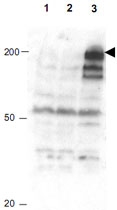 PAB10017 - APC1 / ANAPC1