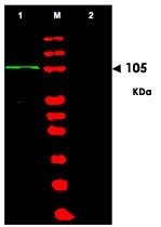 PAB10027 - BACH1