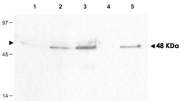 PAB10042 - Cyclin B1