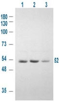 PAB10054 - GSK3 alpha