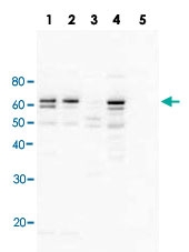 PAB10057 - RAD23A