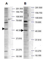 PAB10066 - SH3BP2